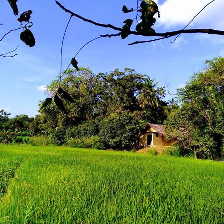 Raintree Villa Dambulla Exteriör bild