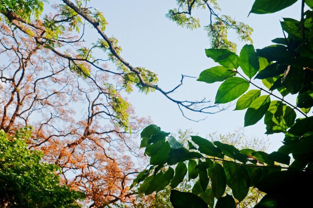 Raintree Villa Dambulla Exteriör bild