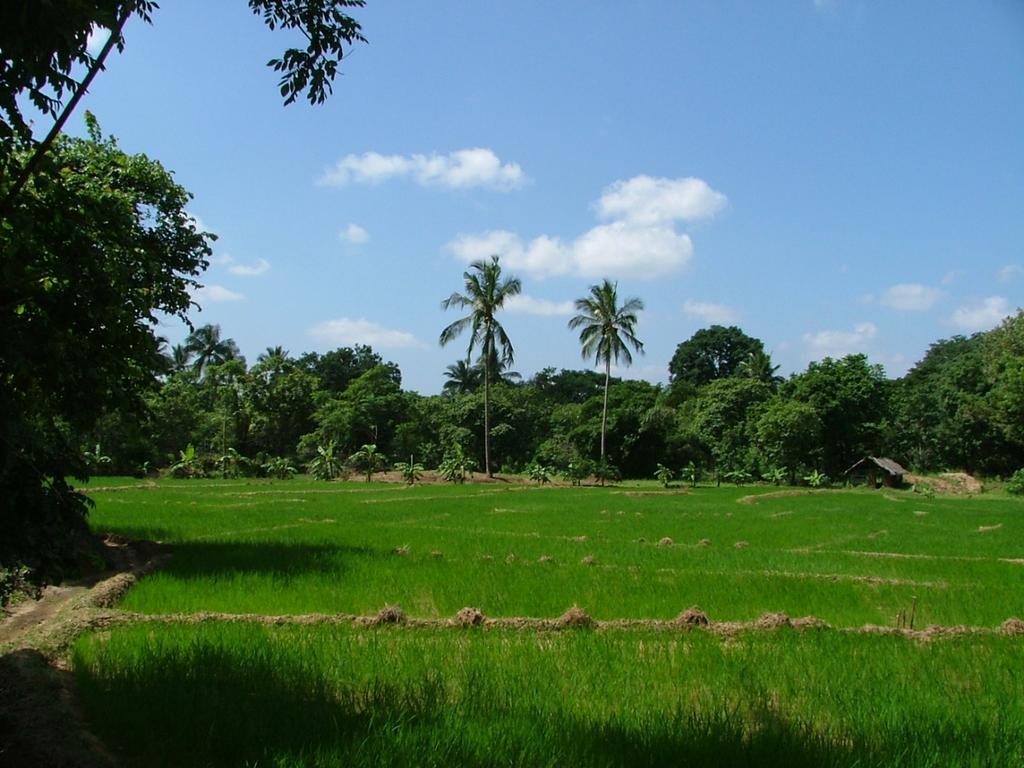 Raintree Villa Dambulla Exteriör bild