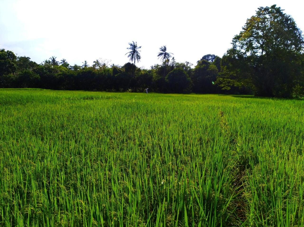 Raintree Villa Dambulla Exteriör bild